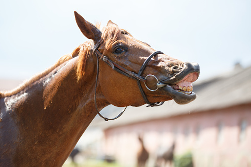 Sorrel horse gives a smile. Funny horse portrait at farm