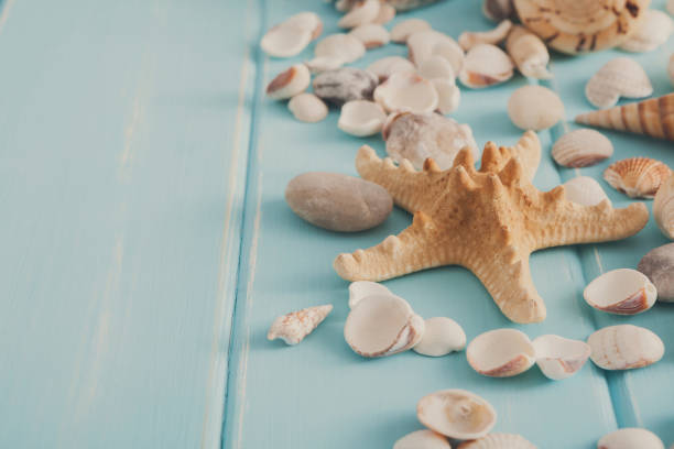 istock Seashells on blue wood, sea vacation background 821837102