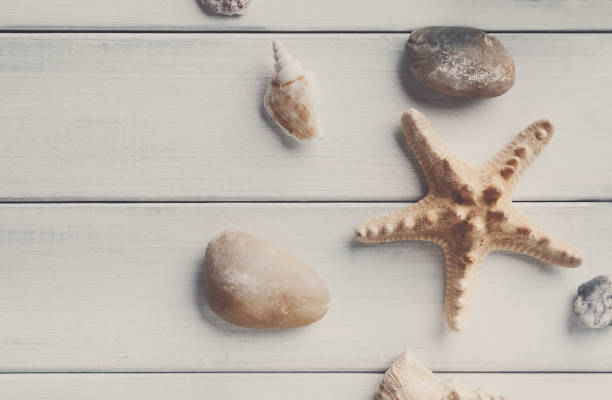 istock Seashells on white wood, sea vacation background 821837294
