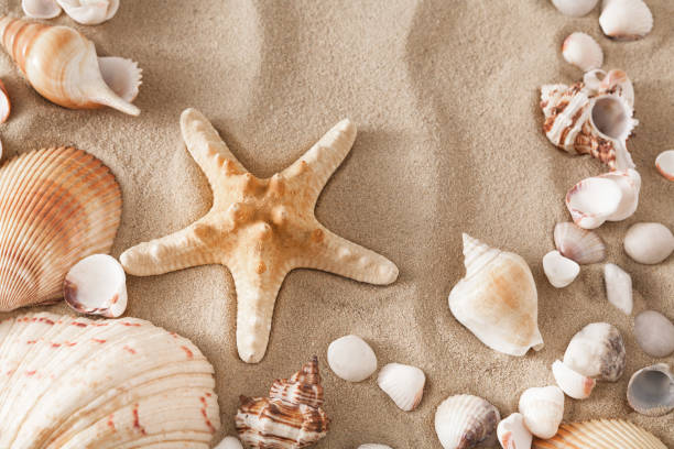 istock Sea beach sand and seashells background, natural seashore stones and starfish 821837990