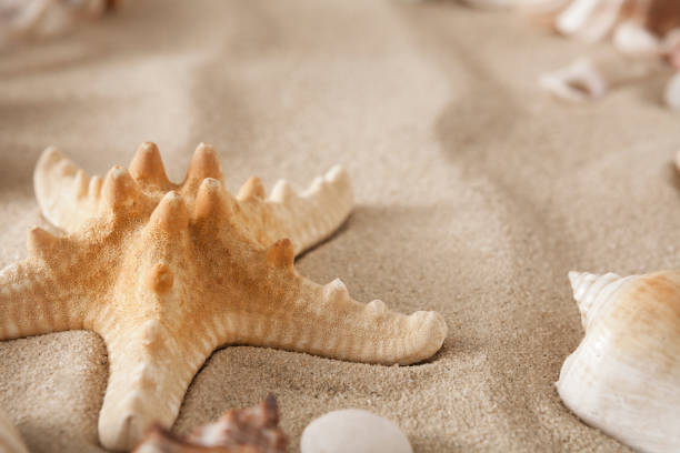 istock Sea beach sand and seashells background, natural seashore stones and starfish 821839514