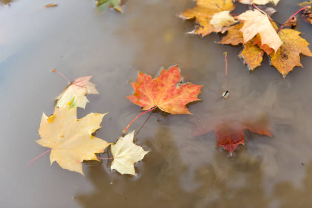 istock autumn leaves in a puddle 821842262