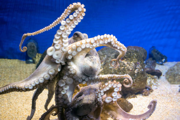 istock Common octopus in sea water aquarium 821843074