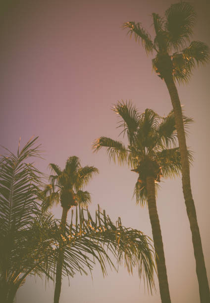 istock Retro Style California Palm Trees at Sunset 821843682