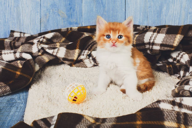 istock Red orange kitten at blue wood 821848104