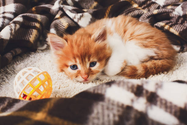 istock Sad Red orange kitten at plaid blanket 821848230
