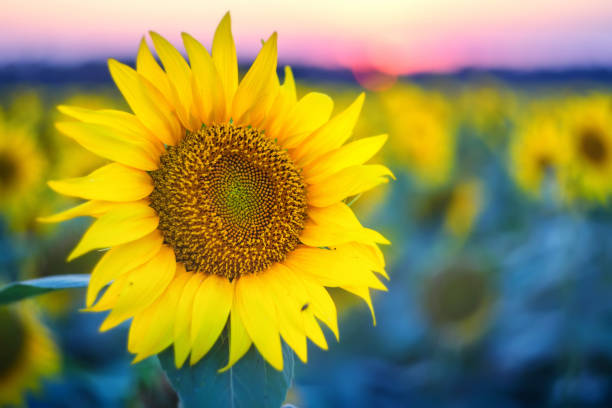 istock Field of sunflowers during sunset 821848498