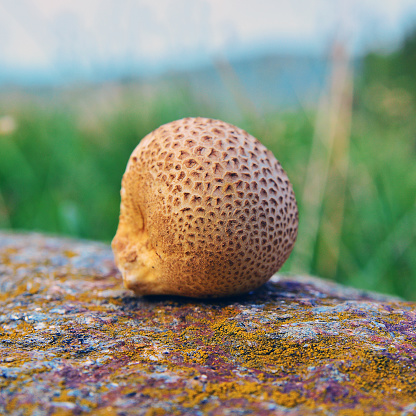 scleroderma cintrinum, earthball mushroom on a rock