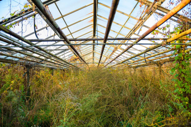 istock Dry grass in an old abandoned greenhouse 821852198
