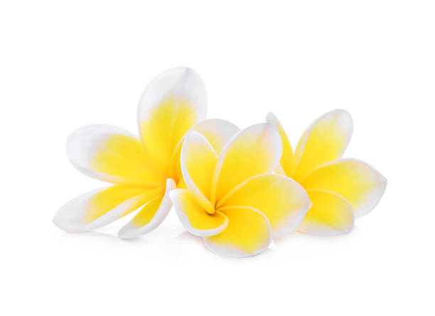 istock white frangipani (plumeria) flower isolated on white background 821853284