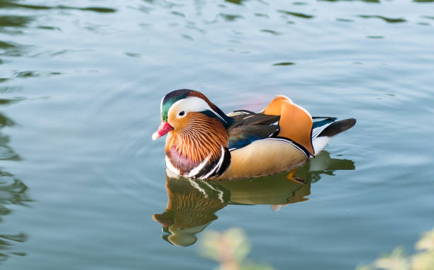 pływanie z kaczką mandaryńską - duck pond mandarin red zdjęcia i obrazy z banku zdjęć