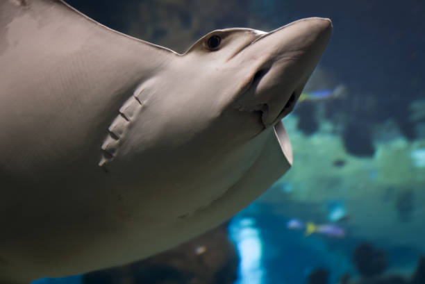 istock Bottom view at ray fish floating in saltwater. 821856054