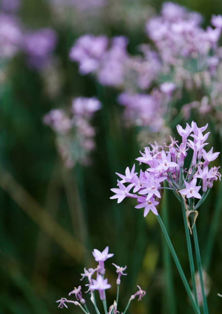istock purple flowers in the garden (copyspace) 821856788
