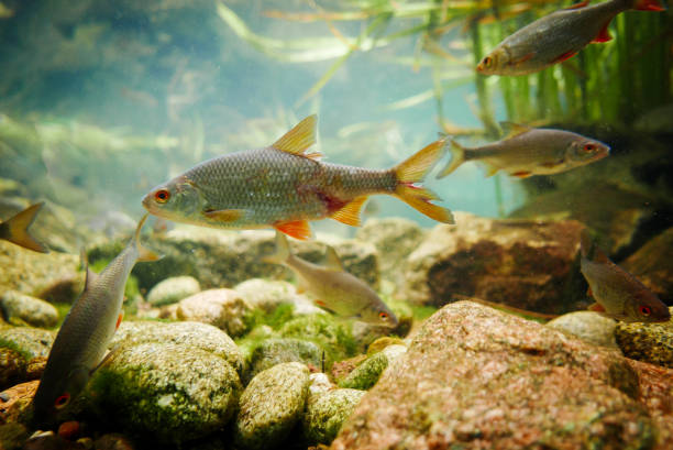 istock Fishes floating at the bottom of Odra river. 821857212