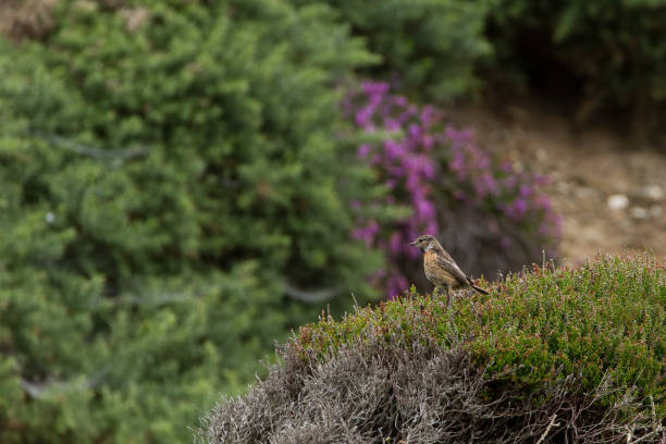 istock Beautiful Stonechat bird (saxicola torquata) perched near coast 821857392