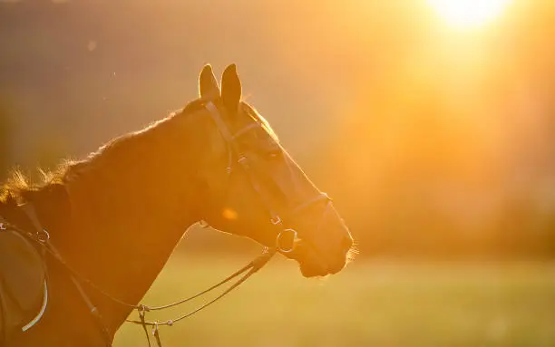 Portrait of brown horse in backlight of summer sunset, outdoor photography. Lifestyle mood