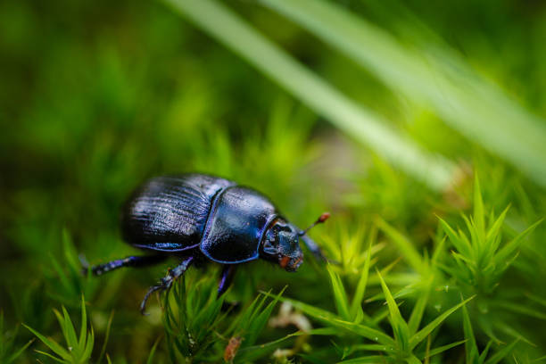 istock Dung beetle on green moss and grass in forest. 821864736