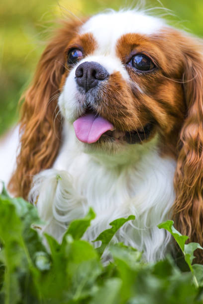 istock Beautiful cavalier king charles spaniel in the grass background 821864958