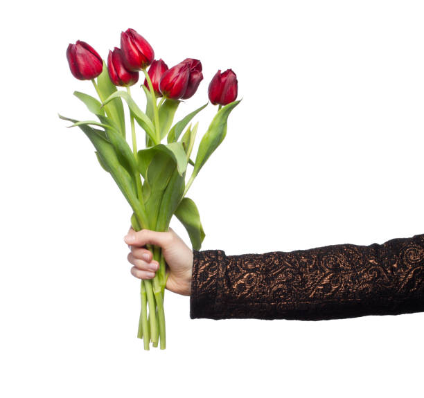 bouquet of reds tulips in a hand against a white stock photo