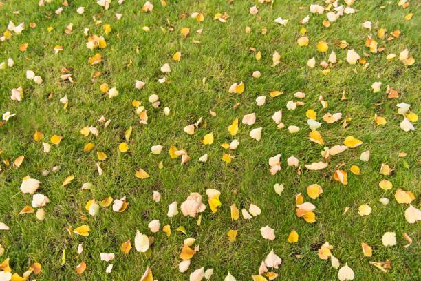 istock autumn leaves on a green lawn 821865440