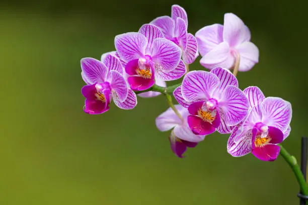 Photo of A close up of a pink orchid with water drops