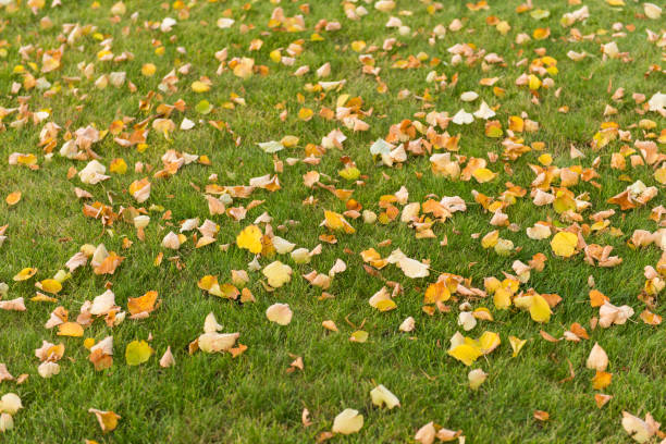 istock autumn leaves on a green lawn 821866450