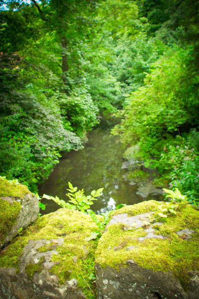 Jesmond Dene The luxuriant foliage in Jesmond Dene. jesmond stock pictures, royalty-free photos & images