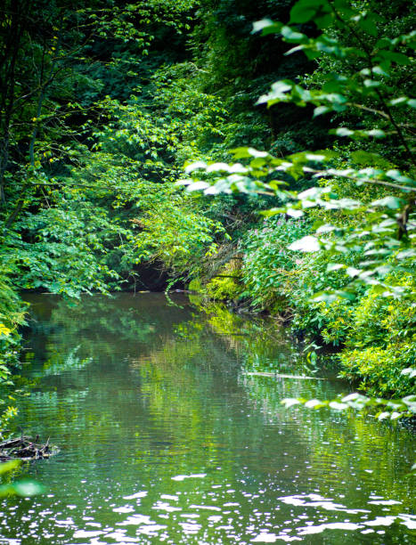 Jesmond Dene The luxuriant foliage in Jesmond Dene. jesmond stock pictures, royalty-free photos & images
