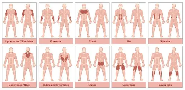 Vector illustration of Muscle group chart - male body with the largest human muscles, divided into ten labeled cards with names and appropriate highlighted muscle groups - isolated vector illustration on white background.