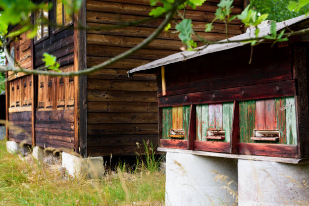 istock Cute vintage wooden apiary with beehives 821868872