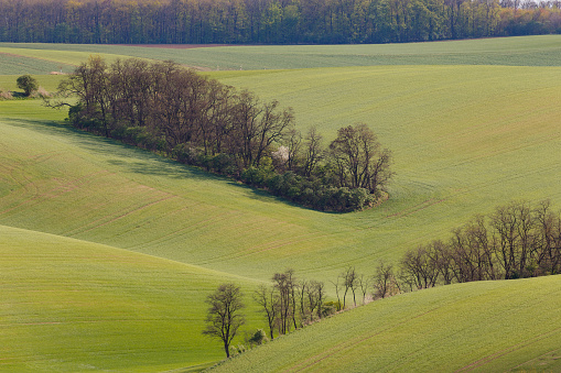 South Moravian fields, Czech Republic