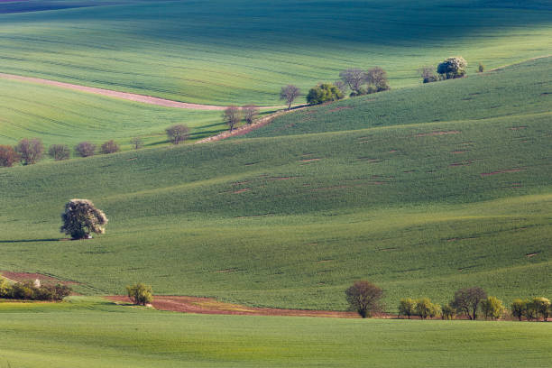 istock South Moravian fields, Czech Republic 821873200
