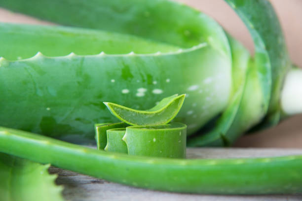 istock Fresh green aloe vera. 821873448