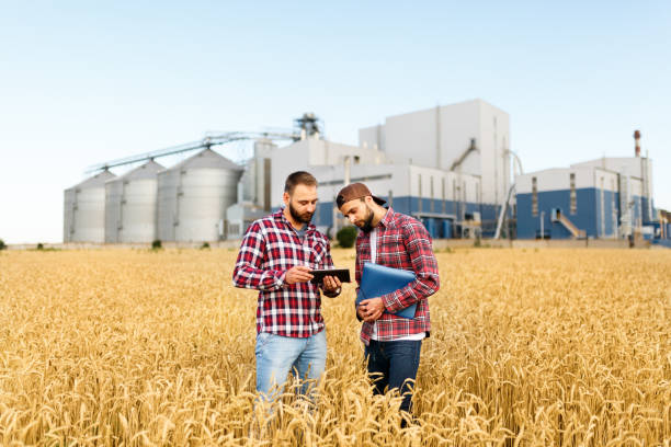 Two farmers stand in a wheat field with tablet. Agronomists discuss harvest and crops among ears of wheat with grain terminal elevator on background Two farmers are standing in a wheat field with tablet. Agronomists discuss harvest among ears of wheat with grain terminal on background granary photos stock pictures, royalty-free photos & images