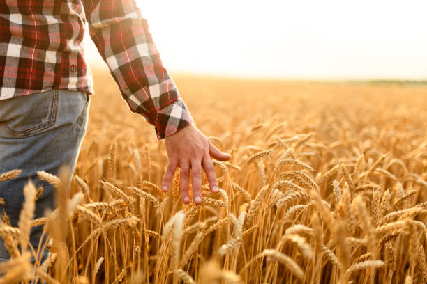 Farmer touching his crop with hand in a golden wheat field. Harvesting, organic farming concept stock photo