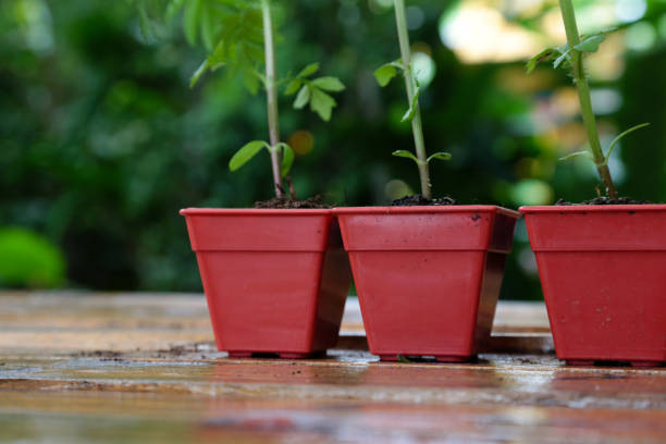 istock A small wooden pot is placed on a wooden table for aesthetics. 821880804