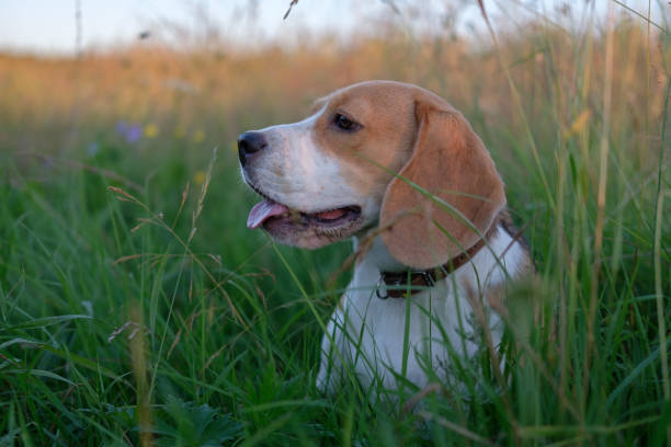 istock Beagle on a walk among the tall grass 821881244