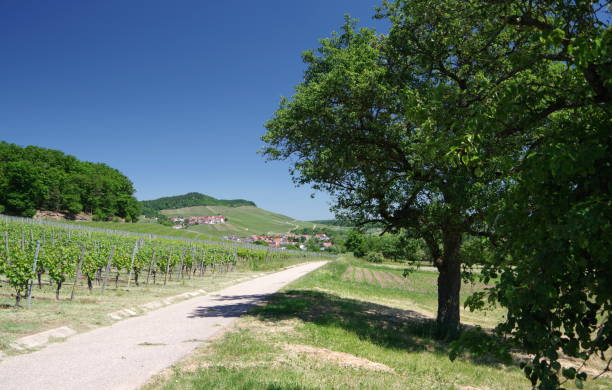 istock Wine village in southern Germany 821883952