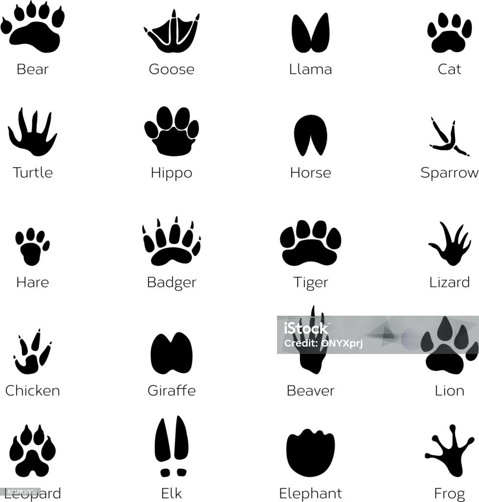 Different footprints of birds and animals. Vector monochrome pictures on white background Different footprints of birds and animals. Vector monochrome pictures on white background. Animal footprint track, black silhouette footprints illustration Track - Imprint stock vector