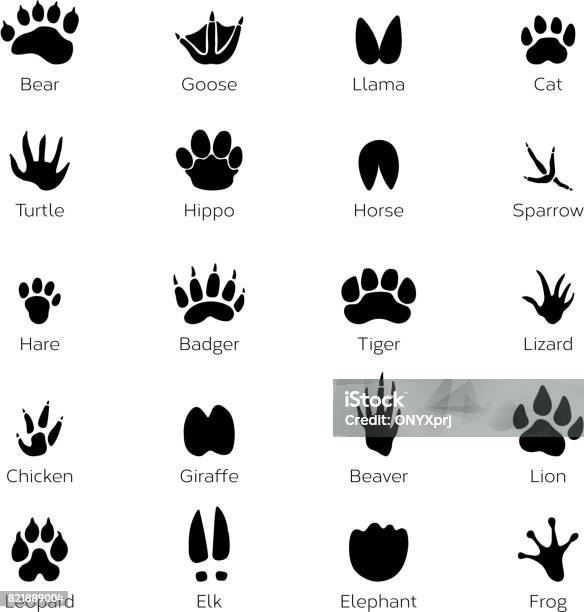 Different Footprints Of Birds And Animals Vector Monochrome Pictures On White Background Stock Illustration - Download Image Now