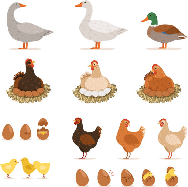 ilustrações, clipart, desenhos animados e ícones de galinha da ninhada galinha, patos e outras aves de fazenda e seus ovos. conjunto de ilustrações vetoriais em estilo cartoon - duck animal egg isolated bird