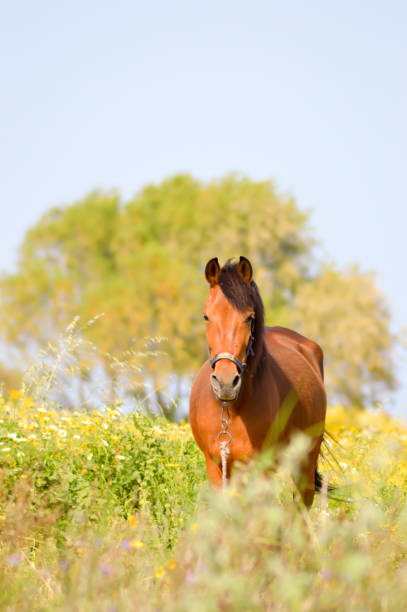 istock Brown horse in a meadow 821889532