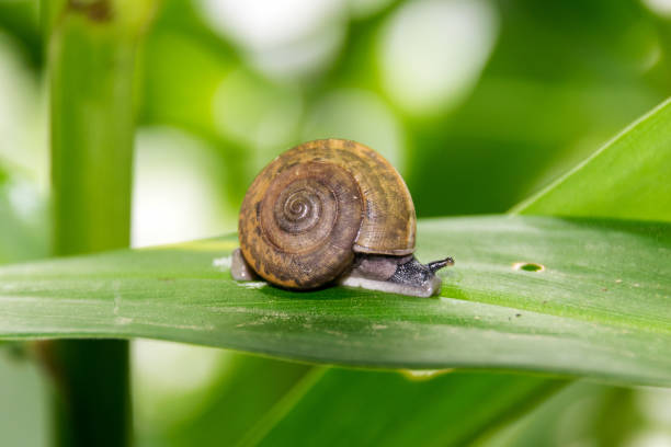istock Close up Snails crawling on top of green leaves 821889618