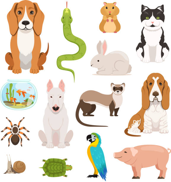illustrazioni stock, clip art, cartoni animati e icone di tendenza di grande set vettoriale di diversi animali domestici. gatti, cani, criceti e altri animali domestici in stile cartone animato - color image dog snake pets