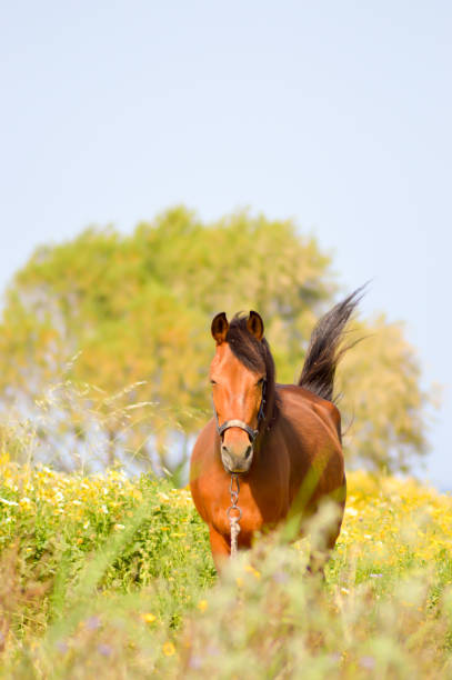 istock Brown horse in a meadow filled with daisies 821889662