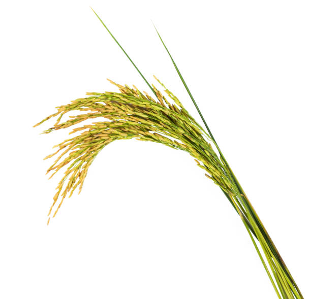 istock Ears of rice. 821894860
