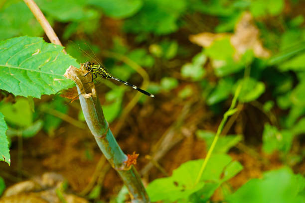 Dragonfly on a twig in the summer morning