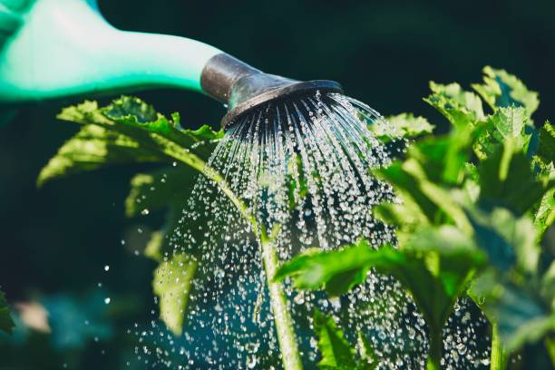 praca w ogrodzie warzywnym - spraying water zdjęcia i obrazy z banku zdjęć