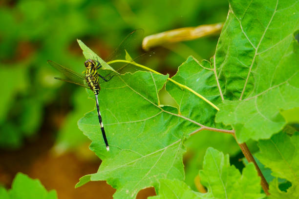 Dragonfly on a leaf in the summer morning