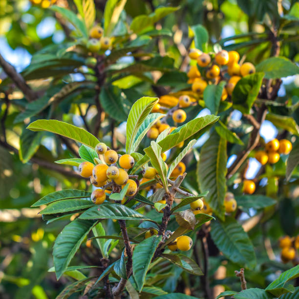 istock Bunch of ripe loquats in the tree 821898484